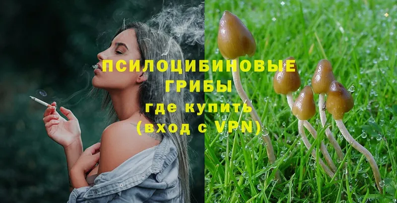 купить наркотики цена  Шарья  Псилоцибиновые грибы MAGIC MUSHROOMS 